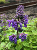 Nepeta Nova Blue