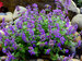 Nepeta Nova Blue