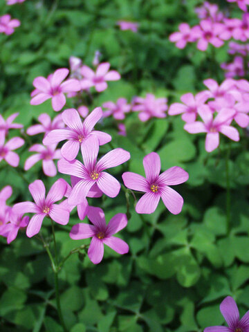 Oxalis Crassipes Rosea | Bluestone Perennials