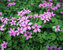 Oxalis Rosea