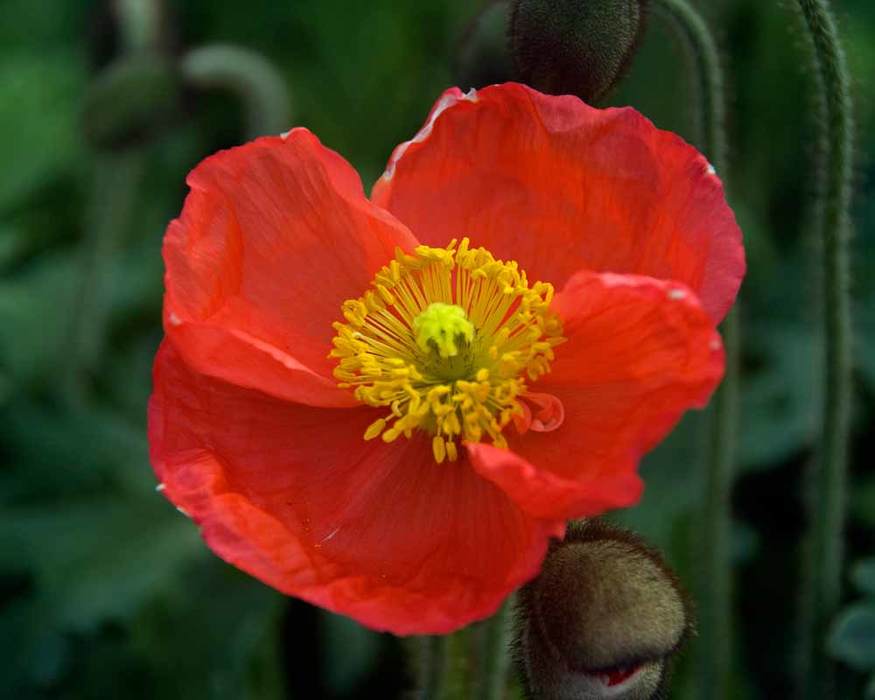 Papaver Pul Fire Engine Red | Bluestone Perennials