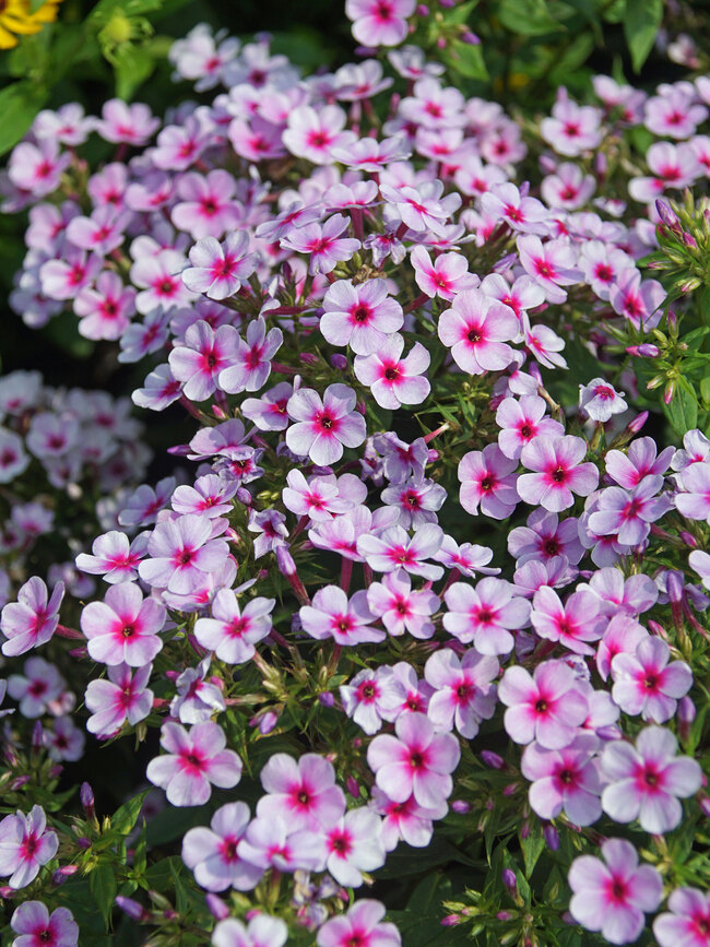 Phlox Early Lavender Pop | Bluestone Perennials