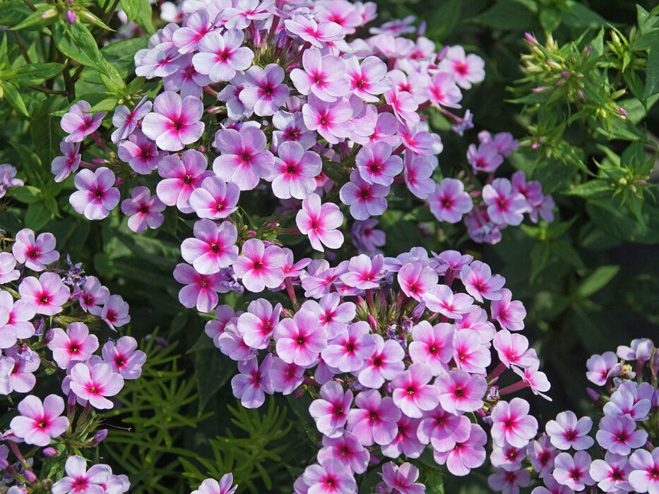 Phlox Early Lavender Pop | Bluestone Perennials