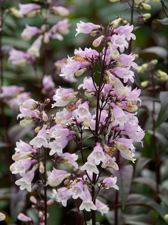 Penstemon Blackbeard | Bluestone Perennials