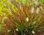 Pennisetum Burgundy Bunny