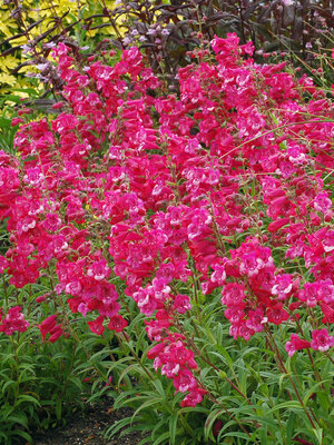 Penstemon Cha Cha Hot Pink Bluestone Perennials