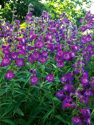 Penstemon Cha Cha Purple Bluestone Perennials