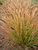 Pennisetum Desert Plains