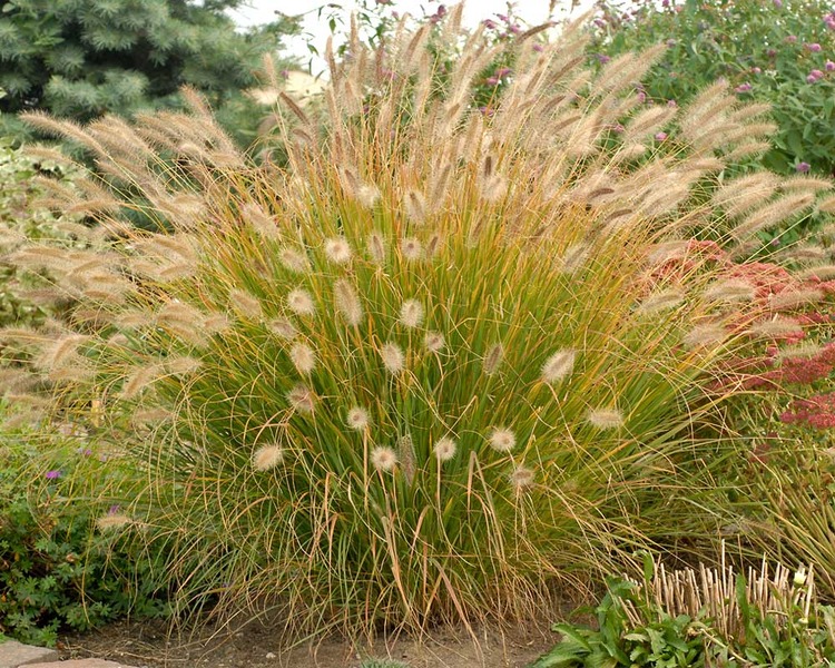 Product Viewer - Pennisetum Desert Plains