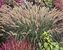 Pennisetum Hameln