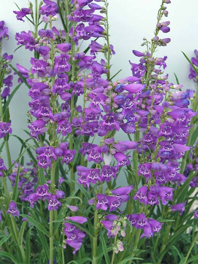 Penstemon Mesa | Bluestone Perennials