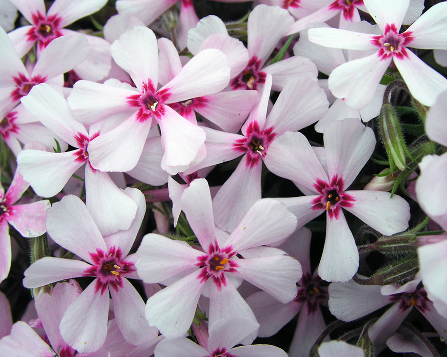 Phlox Sub Apple Blossom Bluestone Perennials