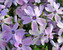 Phlox Blue