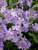 Phlox Blue-Moon