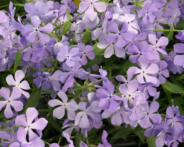 Product Viewer - Phlox Blue Moon