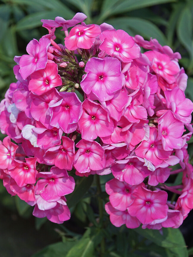 Phlox Bubblegum Pink | Bluestone Perennials