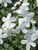 Phlox Bruces-White