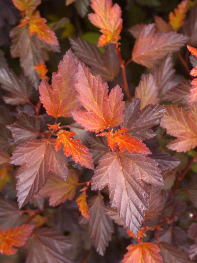 Physocarpus Coppertina