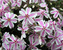 Phlox Candystripe