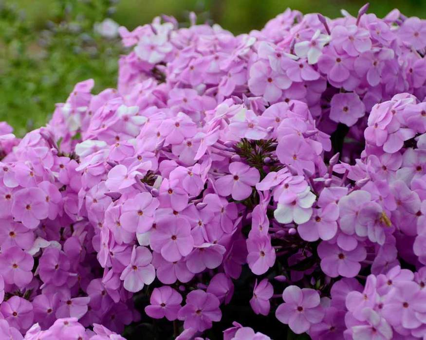 Phlox Fashionably Early Princess | Bluestone Perennials