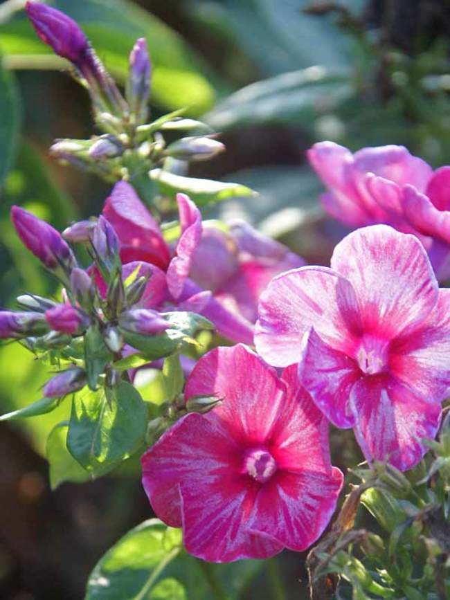 Phlox Fireworks Bluestone Perennials 1256