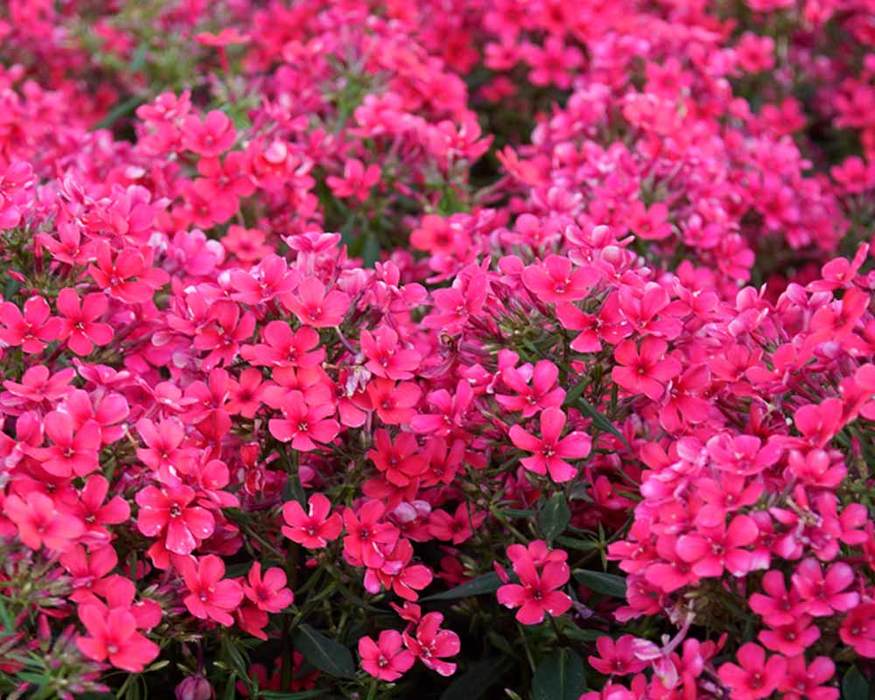 Phlox Flame Red Bluestone Perennials