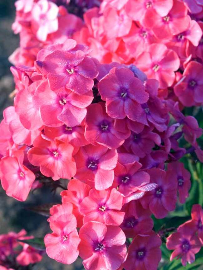 Phlox Glamour Girl | Bluestone Perennials