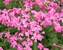 Phlox Home Fires