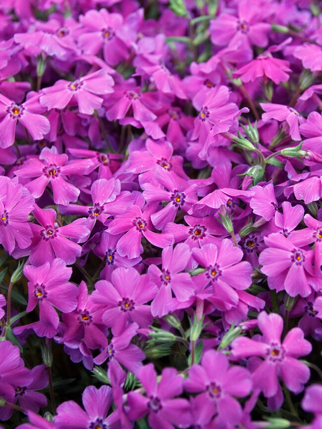 Phlox Spring Hot Pink | Bluestone Perennials