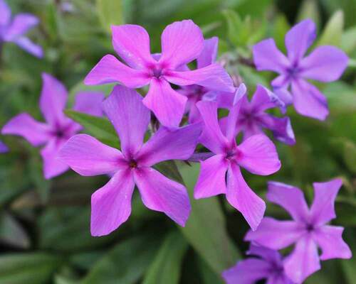 Phlox Paparazzi Jagger | Bluestone Perennials