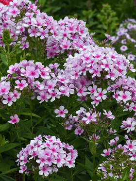 ARABIS LOTTI DEEP ROSE -- Bluestone Perennials