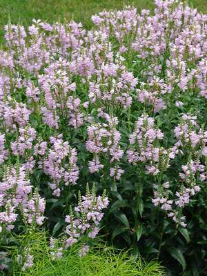 Obedient Plant Miss Manners