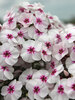 Phlox Mike's Favourite