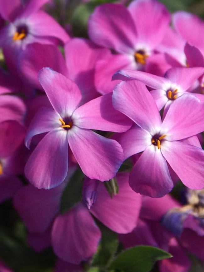 Phlox Paparazzi Britney