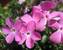 Phlox Paparazzi Britney