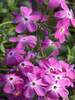 Phlox Paparazzi Britney