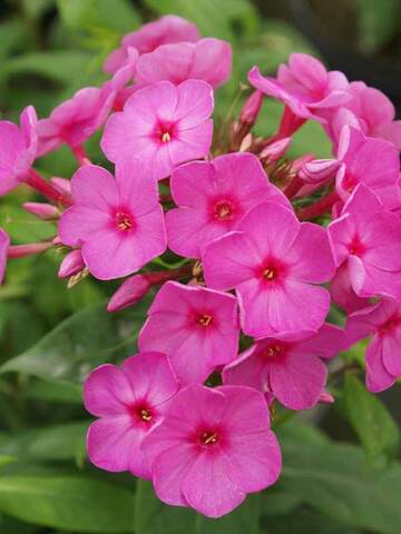 Phlox Flame Pink | Bluestone Perennials