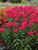 Phlox Red-Riding-Hood