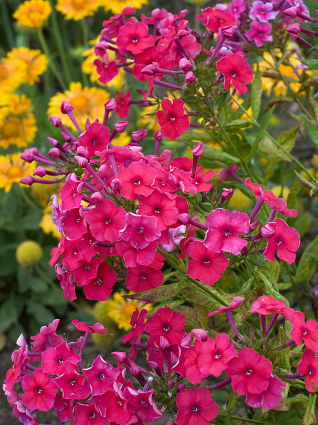 Phlox Red Riding Hood | Bluestone Perennials