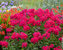 Phlox Red-Riding-Hood