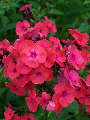 Phlox Opalescence  Bluestone Perennials