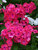 Phlox Sandra