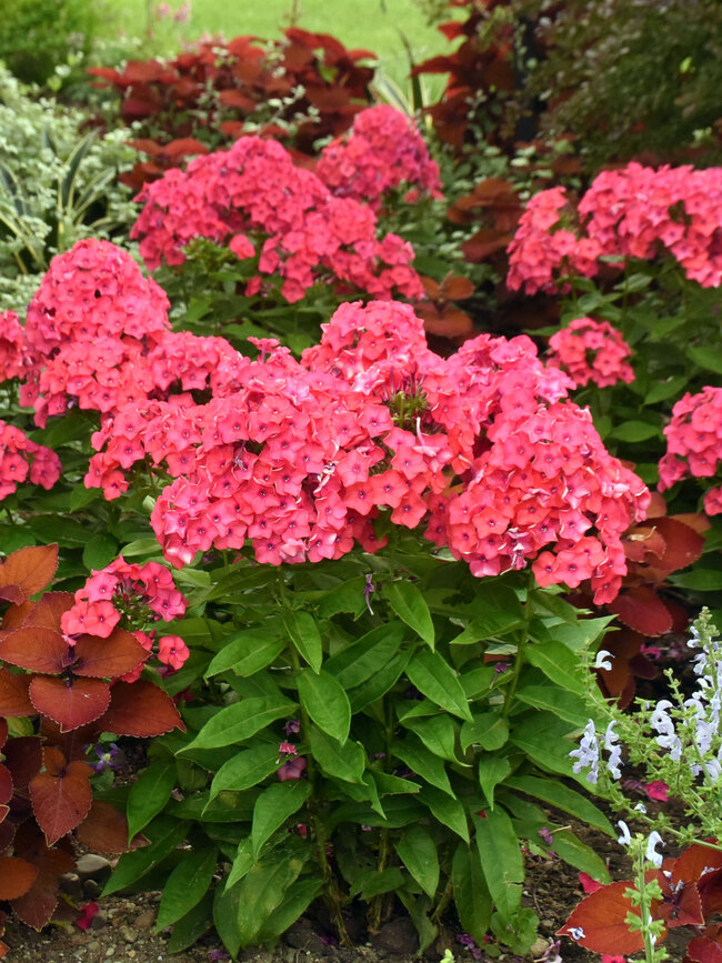 Phlox Sunset Coral Bluestone Perennials