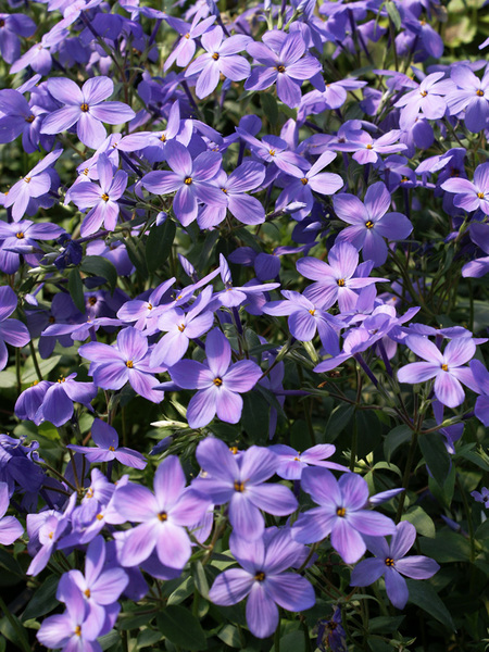 Product Viewer - Phlox Sherwood Purple