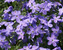 Phlox Sherwood-Purple