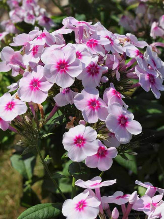 Phlox Swizzle 