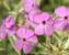 Phlox glaberima Triple Play