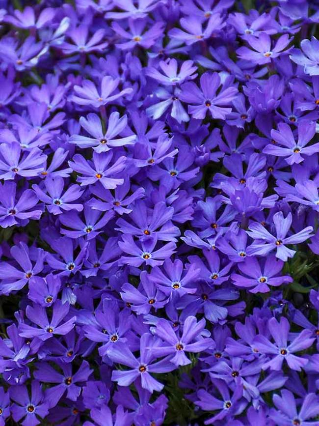 Phlox Violet Pinwheels