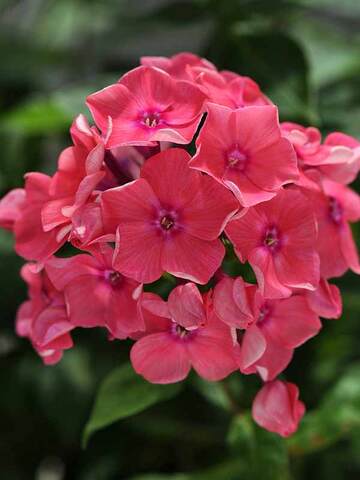 Phlox Watermelon Punch | Bluestone Perennials