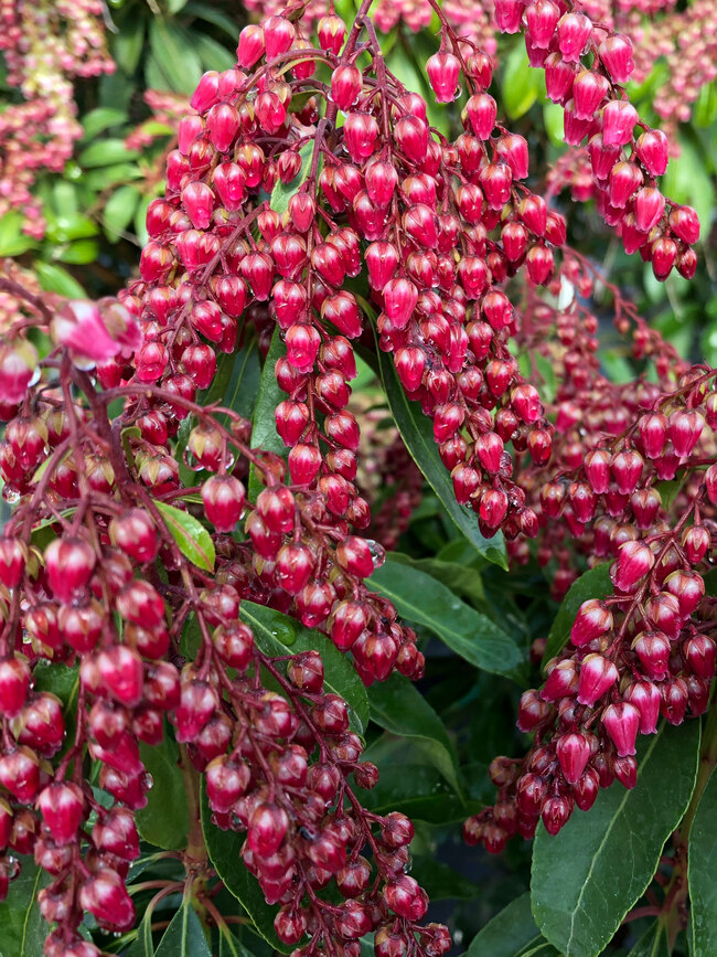 Pieris Interstella